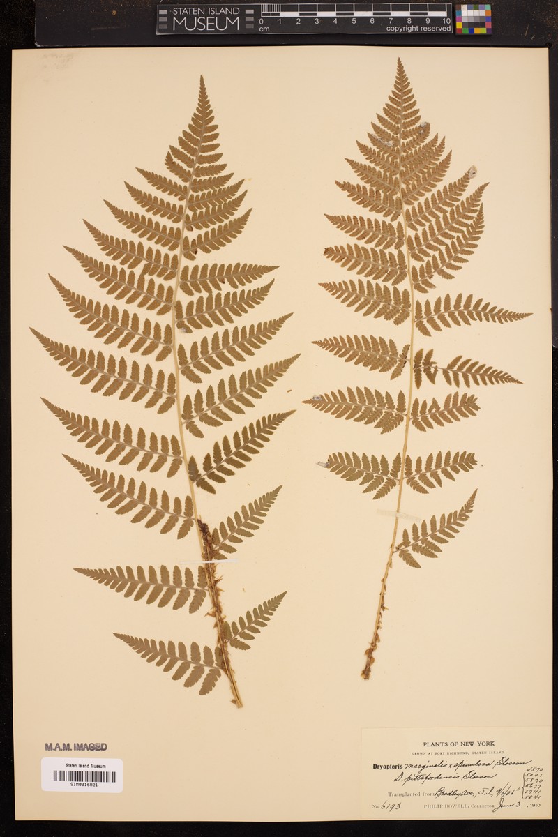 Pittsford Woodfern photo 7