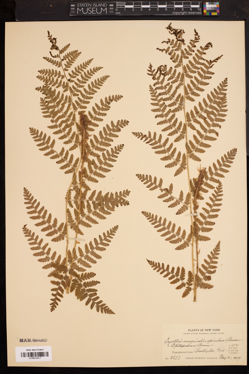 Pittsford Woodfern photo 8
