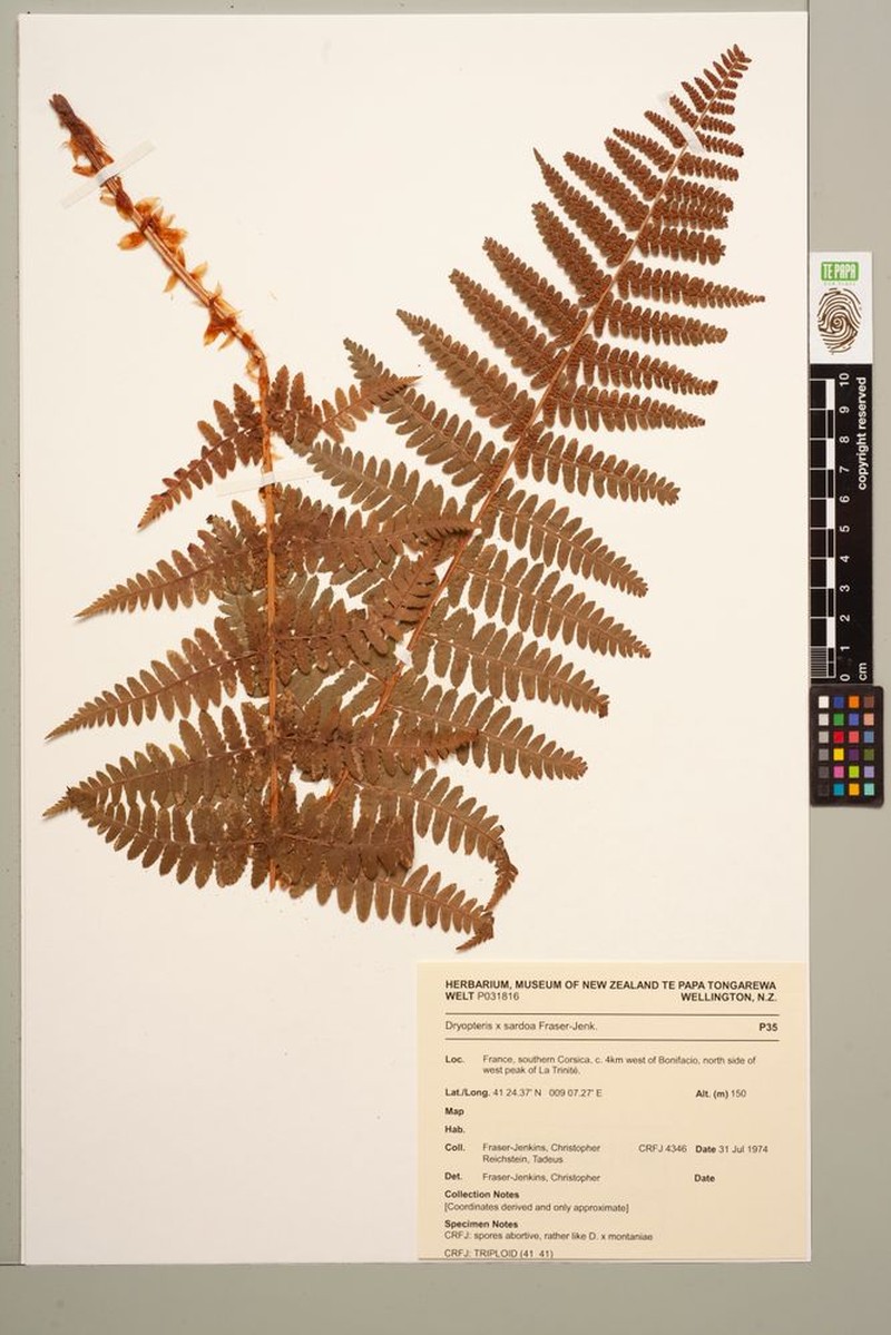 Dryopteris × sardoa