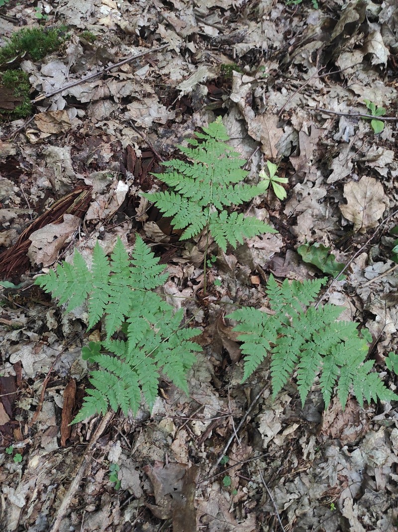 Dryopteris × sarvelae