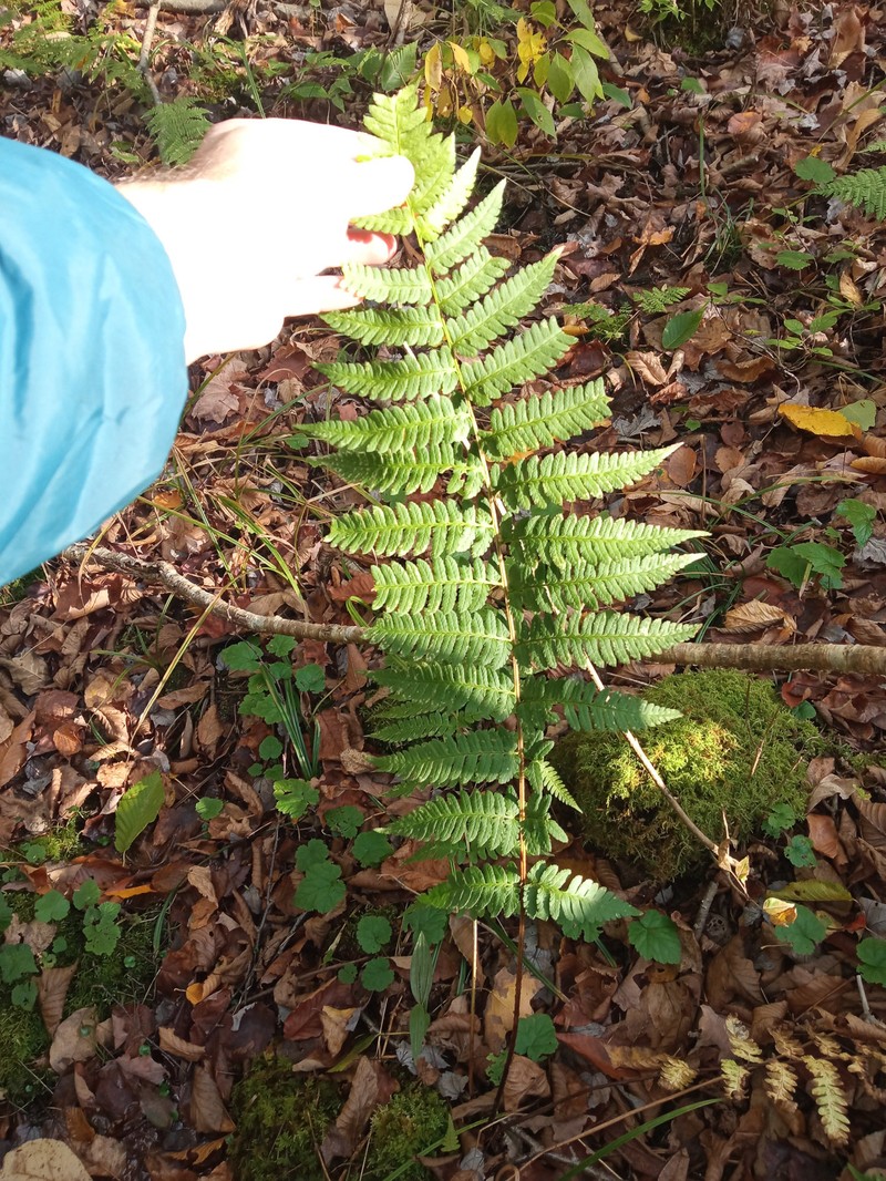 Woodfern