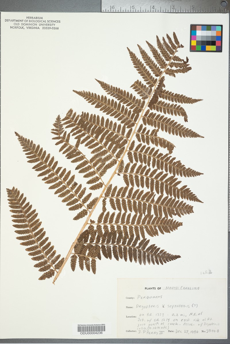 Woodfern photo 2