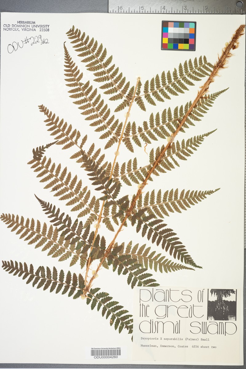 Woodfern photo 3