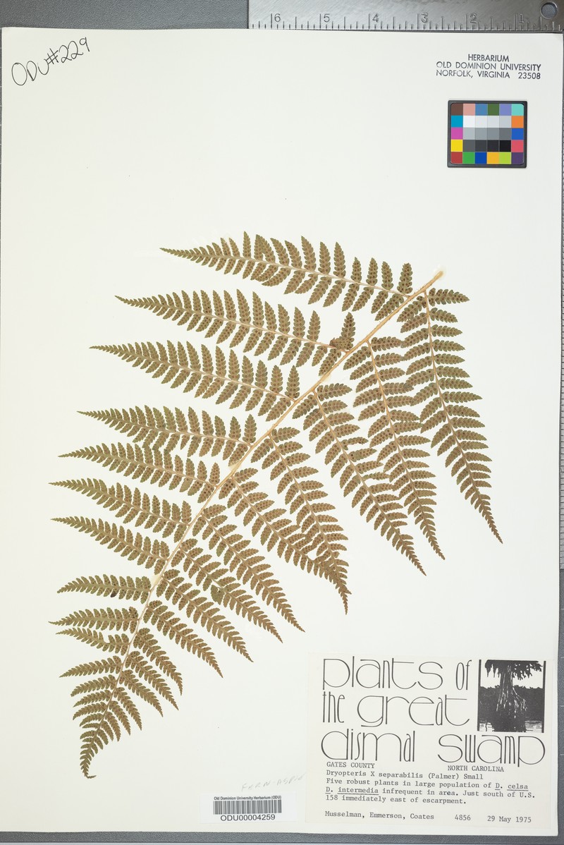 Woodfern photo 4
