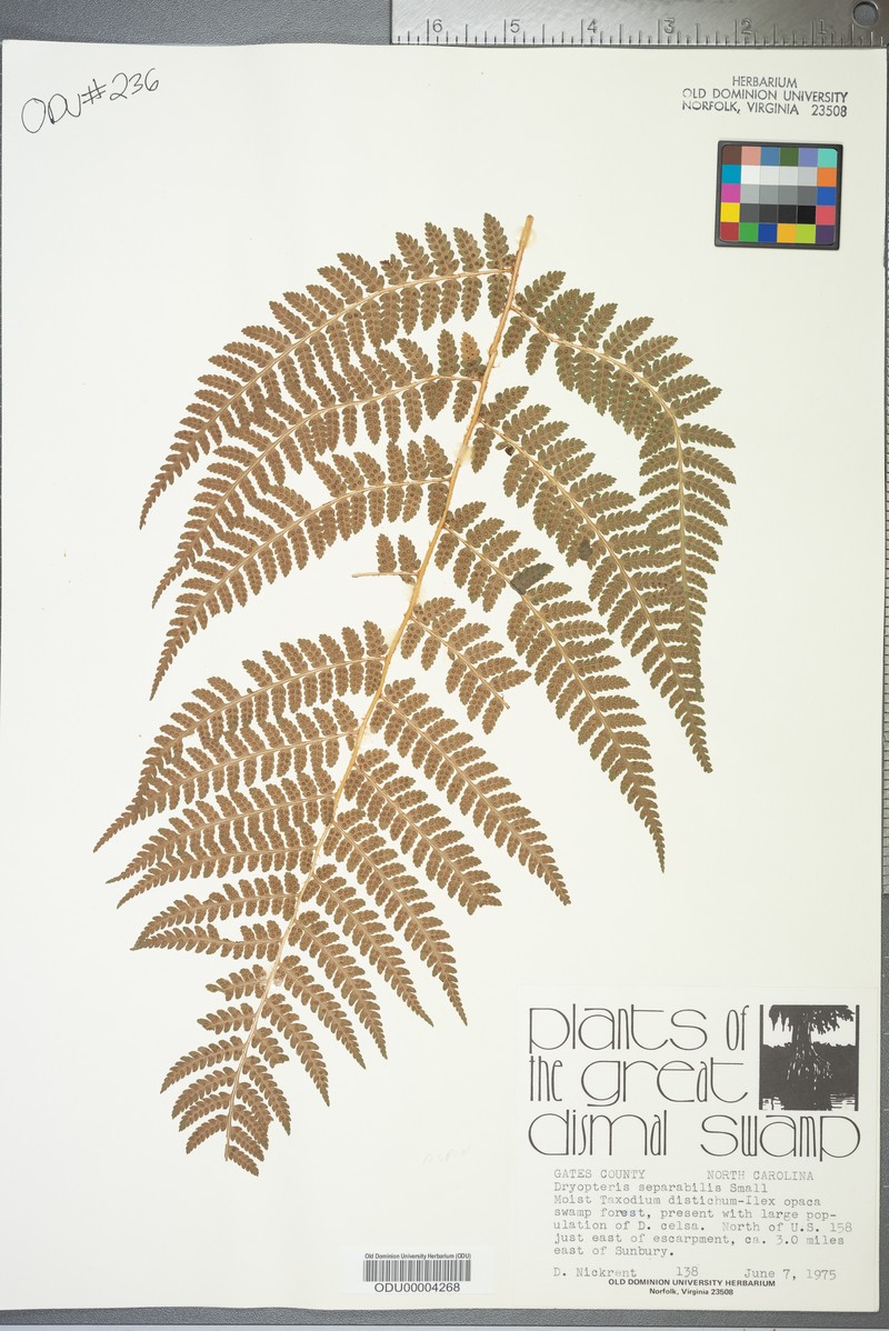 Woodfern photo 5
