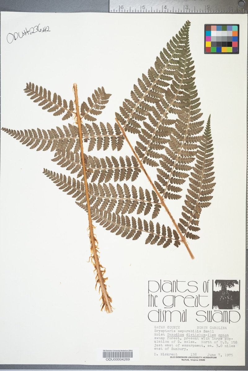 Woodfern photo 6