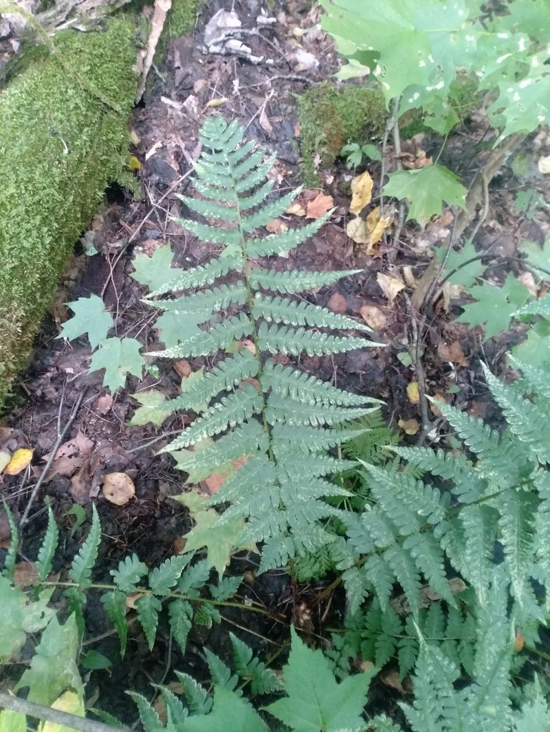 Woodfern