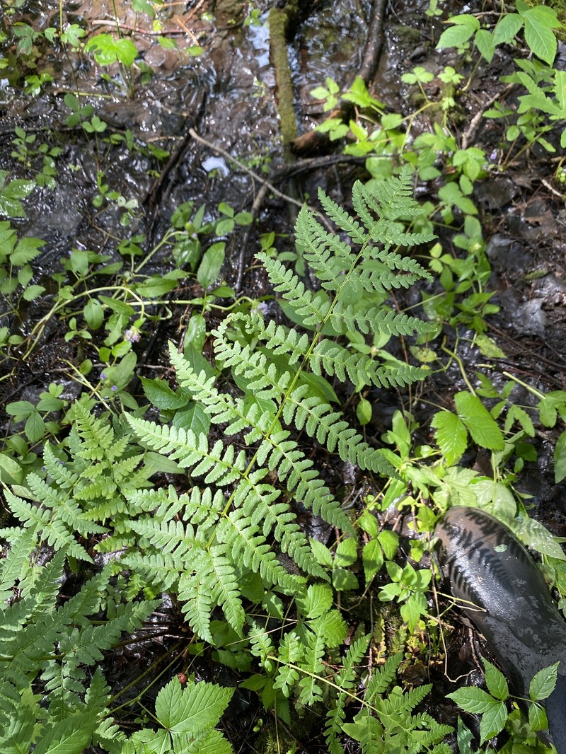 Woodfern photo 2