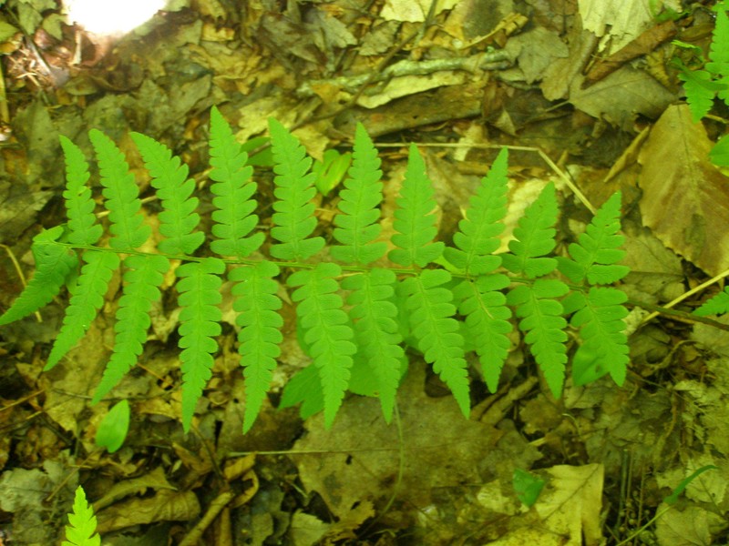 Woodfern photo 3