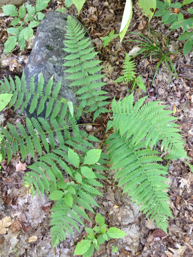 Woodfern photo 4