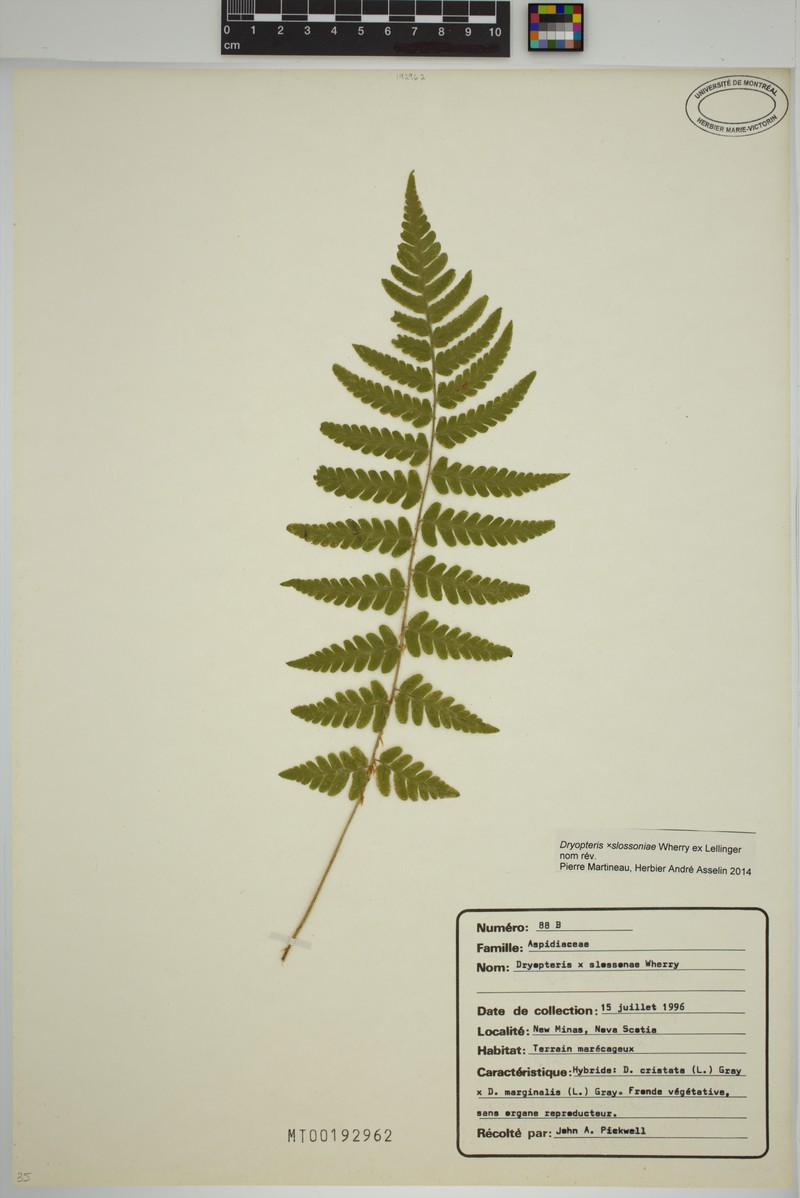 Woodfern photo 5