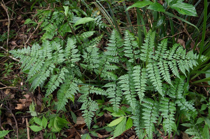Dryopteris × subreflexipinna