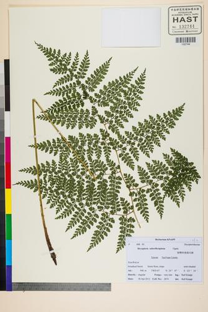 Dryopteris × subreflexipinna photo 2