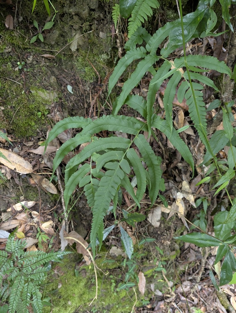 Dryopteris × toyamae