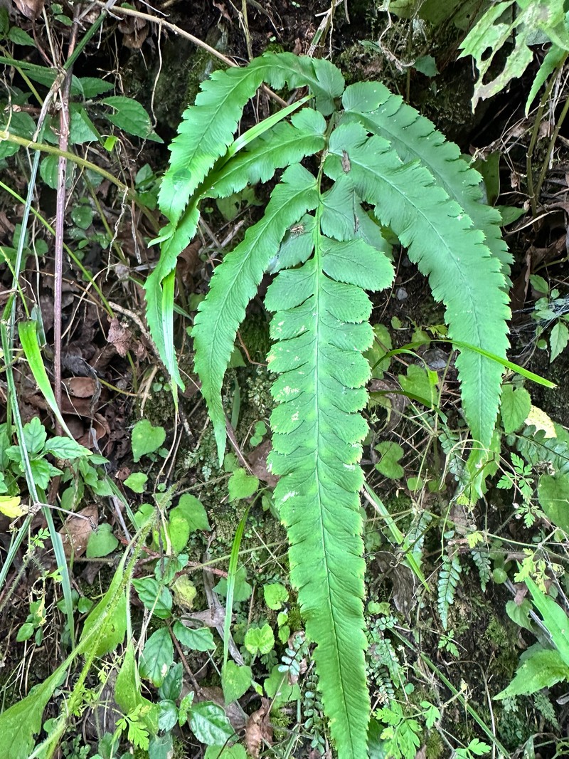 Dryopteris × toyamae photo 2
