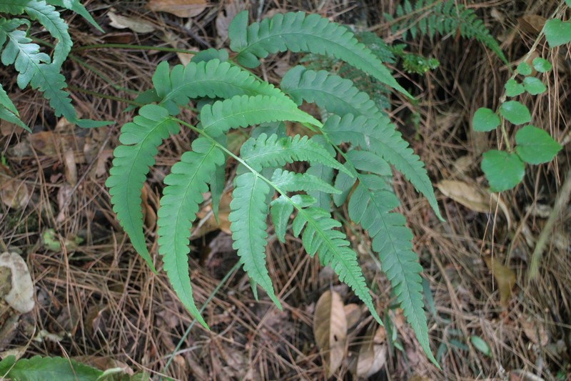 Dryopteris × toyamae photo 3