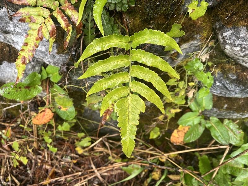 Dryopteris × toyamae photo 4