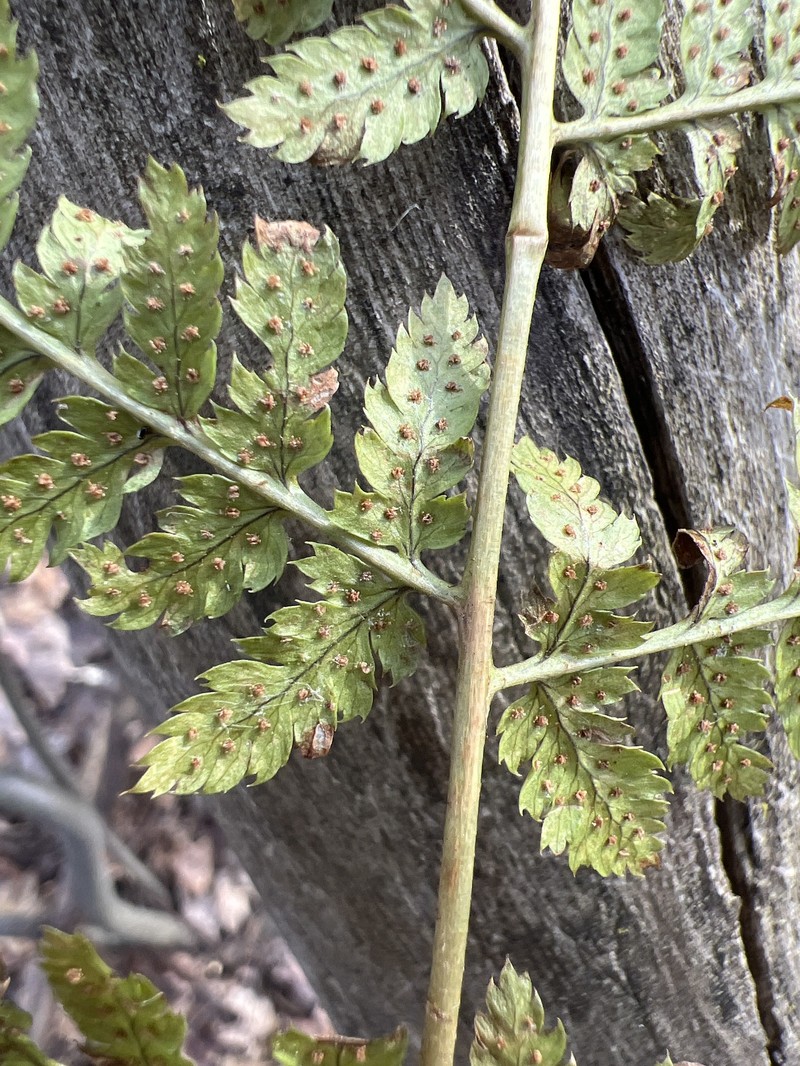 Woodfern