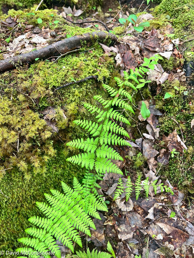 Woodfern photo 2