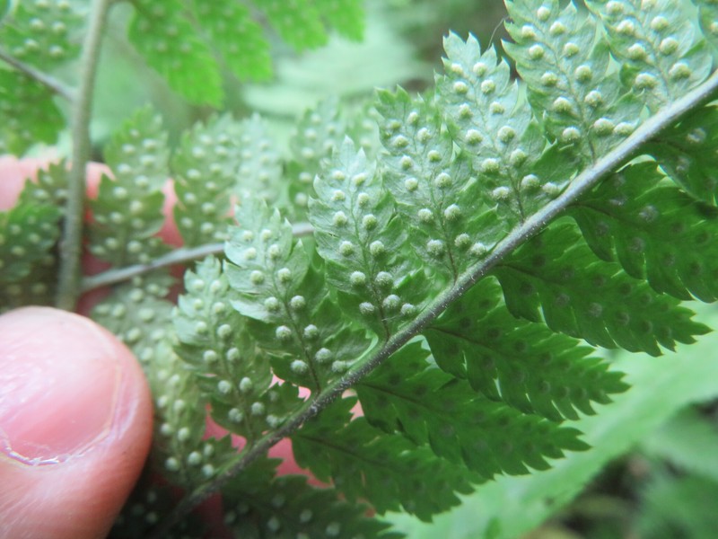 Woodfern photo 3