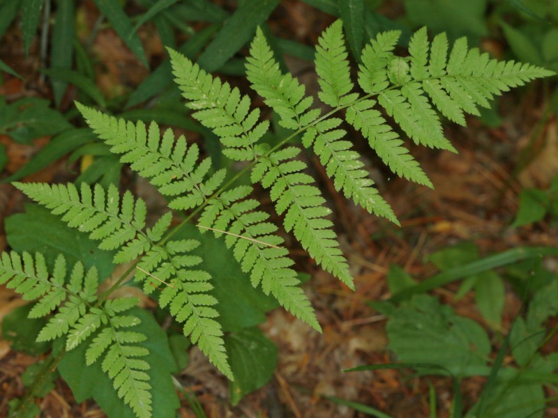Woodfern photo 4