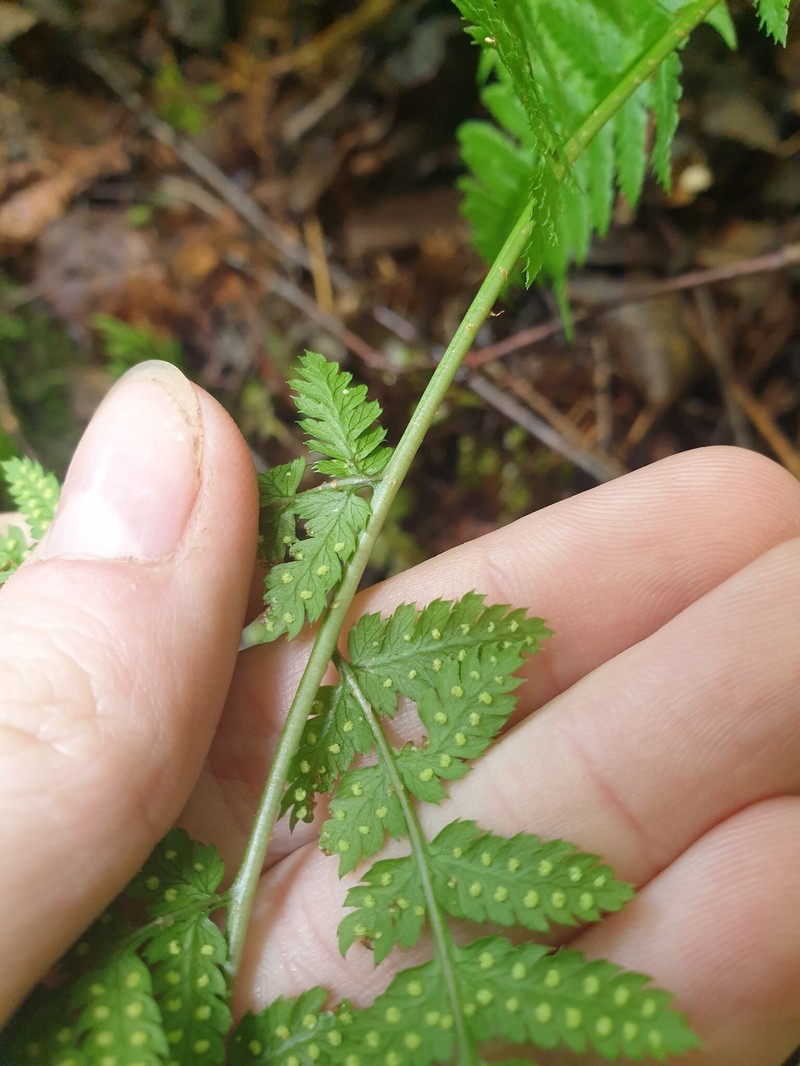 Woodfern photo 5