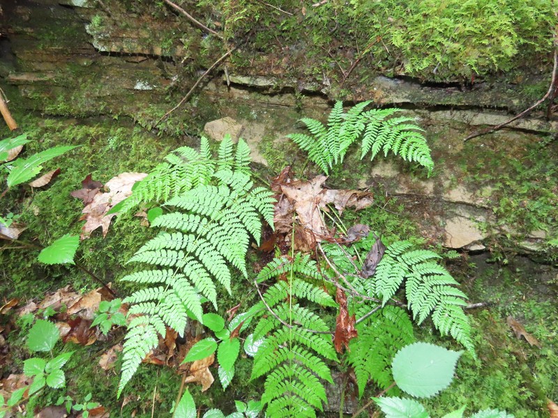 Woodfern photo 6