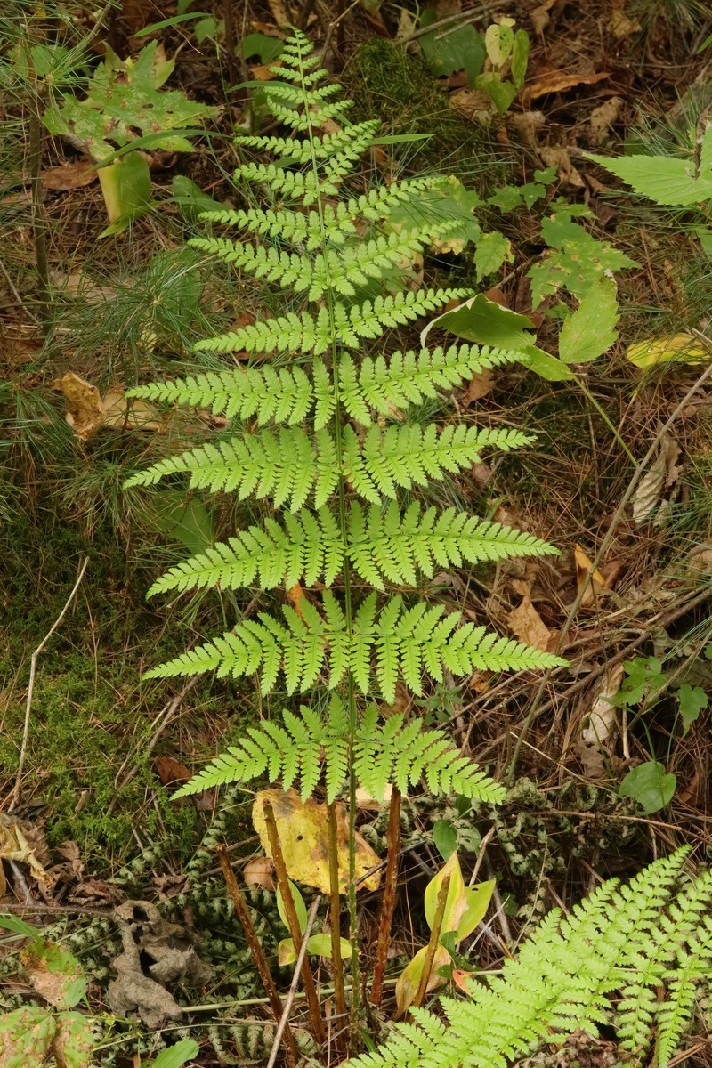 Woodfern photo 7
