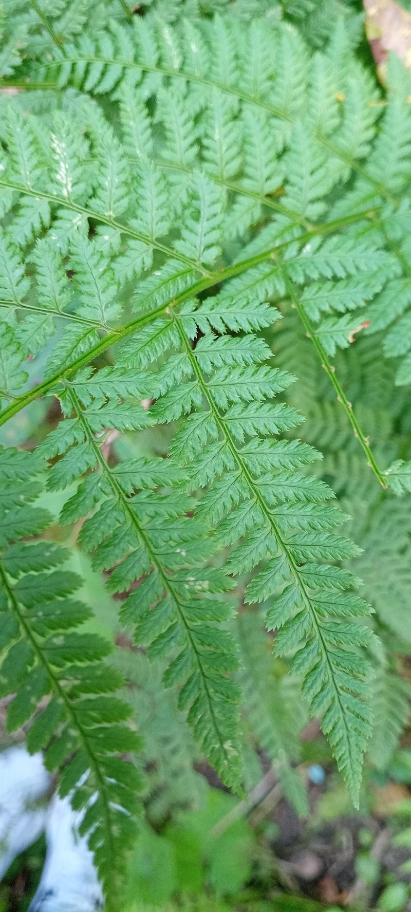 Woodfern photo 8