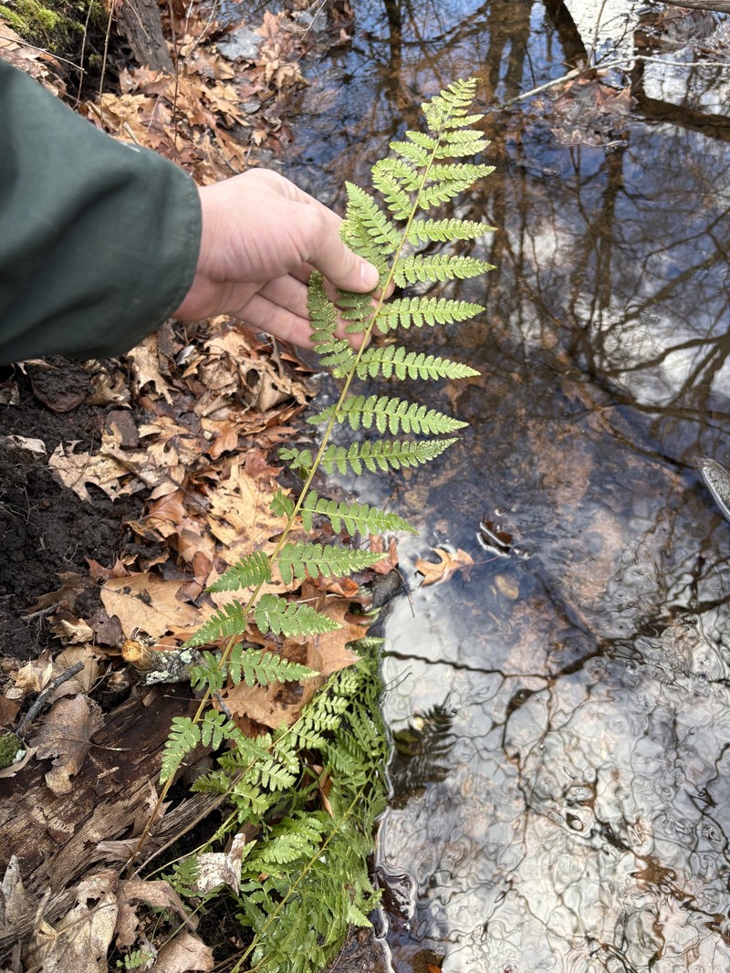 Woodfern