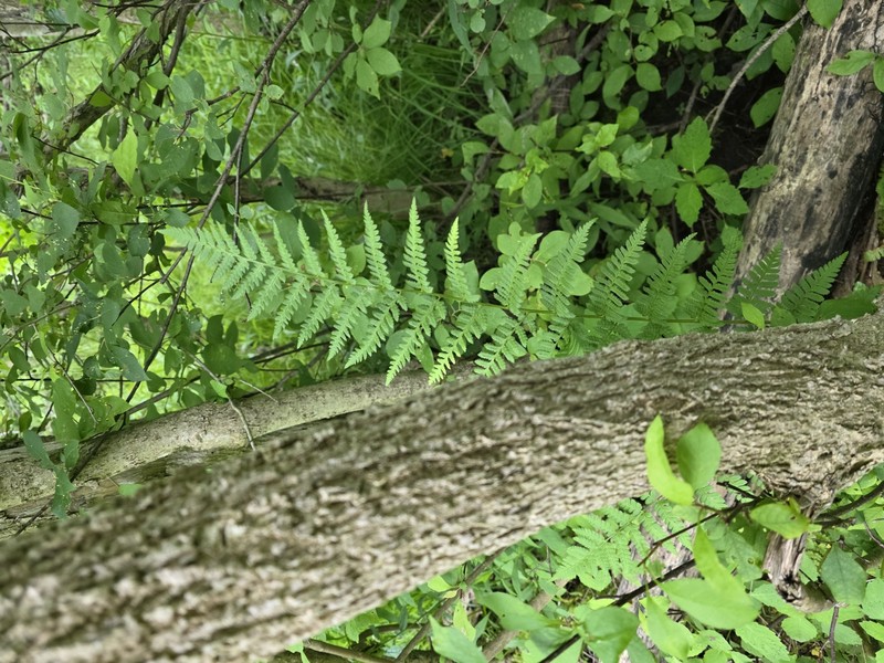 Woodfern photo 2