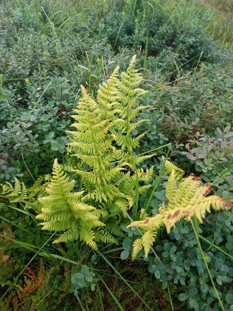 Woodfern photo 3
