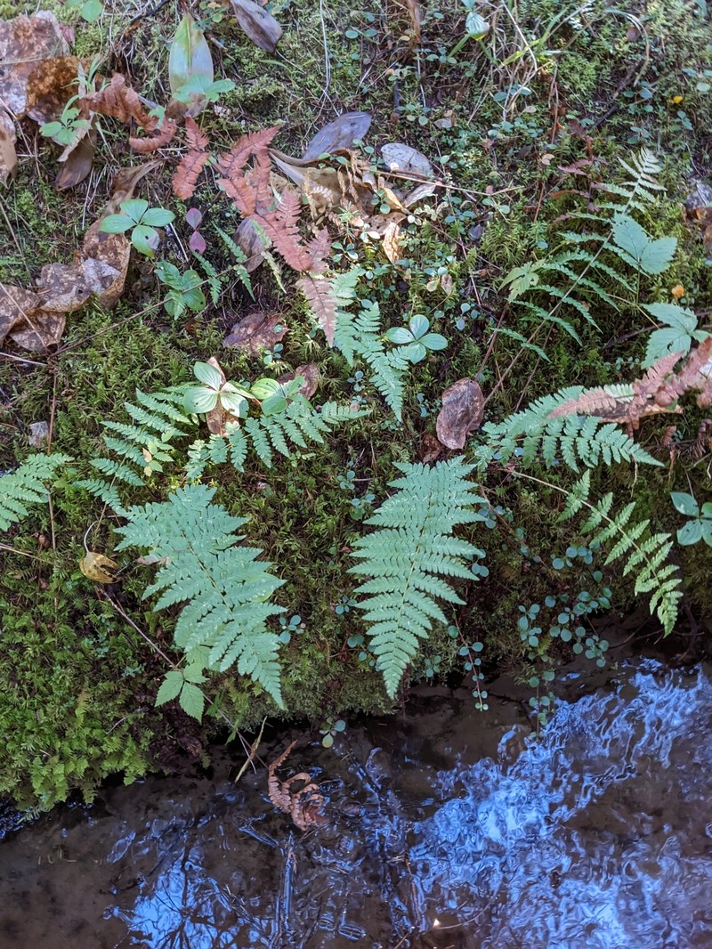 Woodfern photo 4