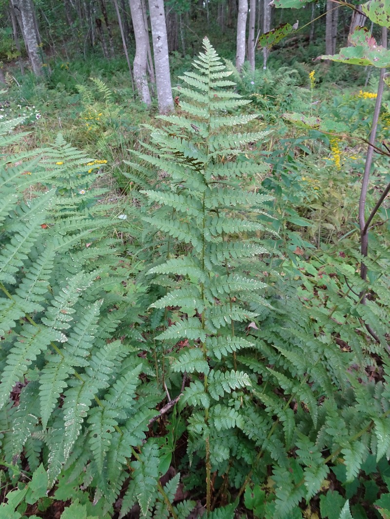Woodfern photo 5