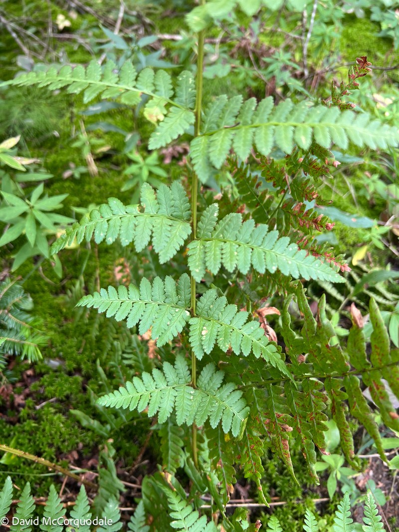 Woodfern photo 6