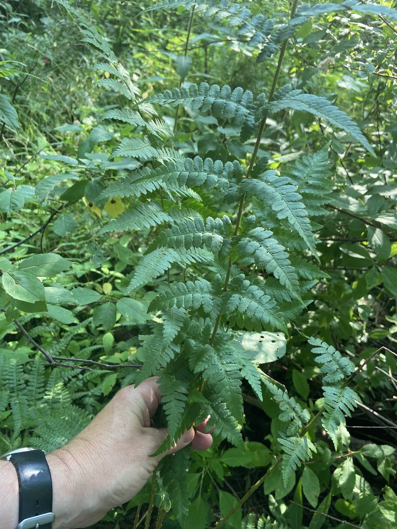 Woodfern photo 7