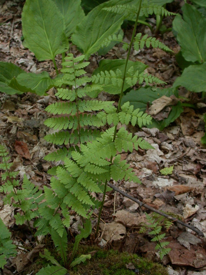 Woodfern photo 8