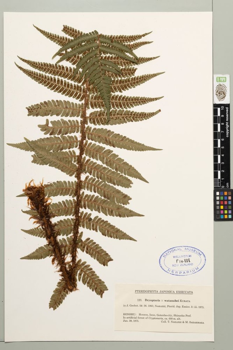 Dryopteris × watanabei