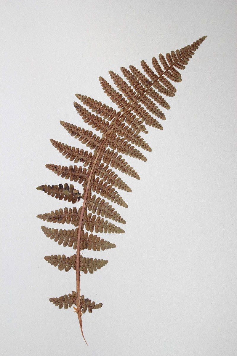 Algonquin Woodfern