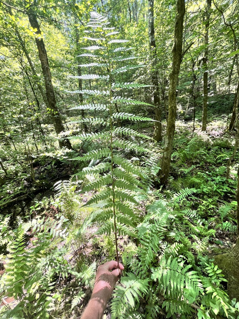 Woodfern