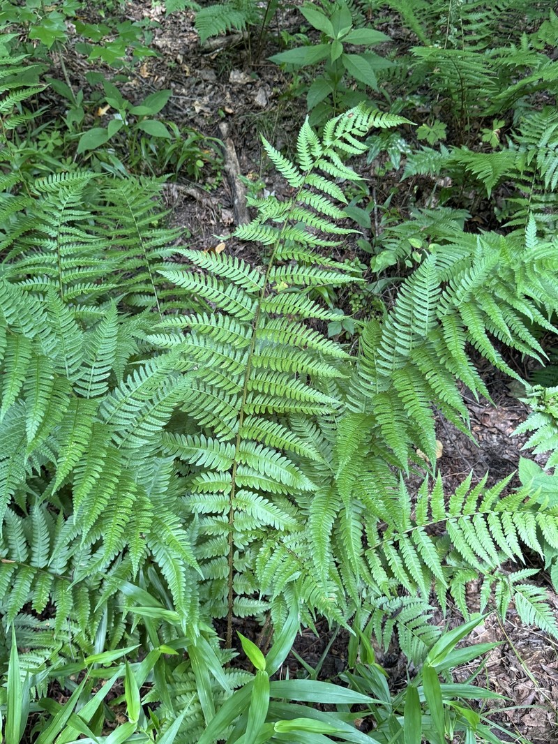 Woodfern photo 2