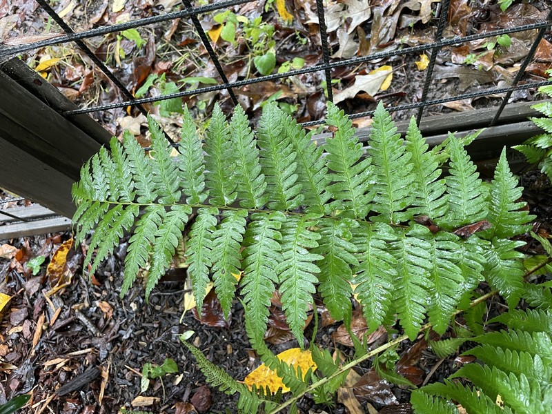 Woodfern photo 3