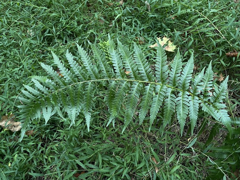 Woodfern photo 4