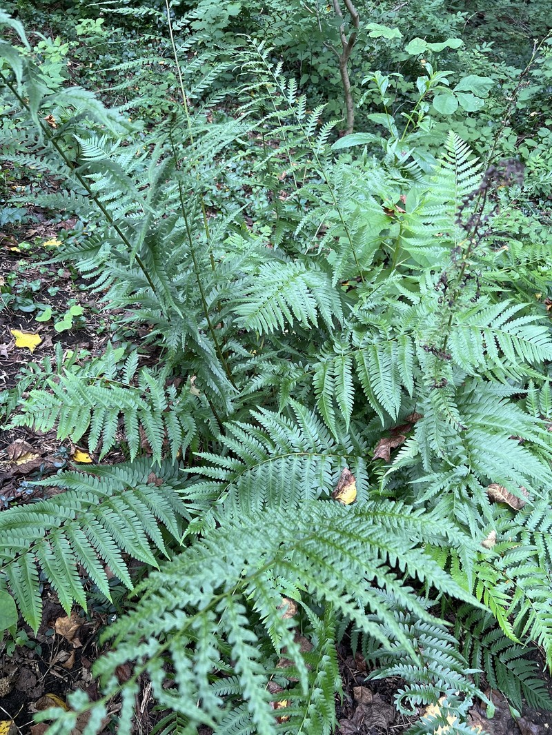 Woodfern photo 5