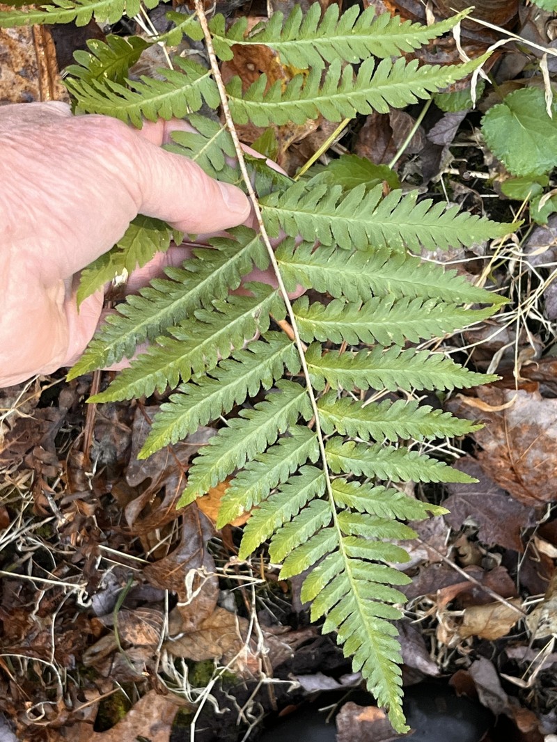 Woodfern photo 6