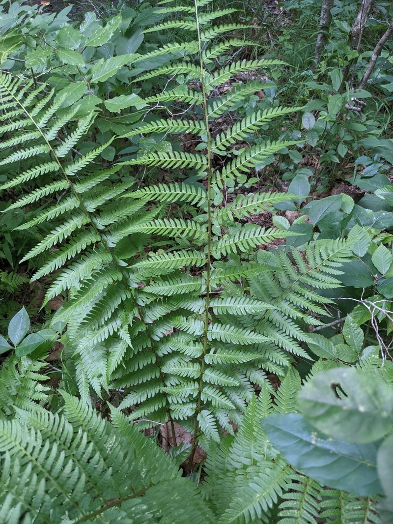 Woodfern photo 7