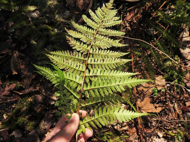 Woodfern photo 8