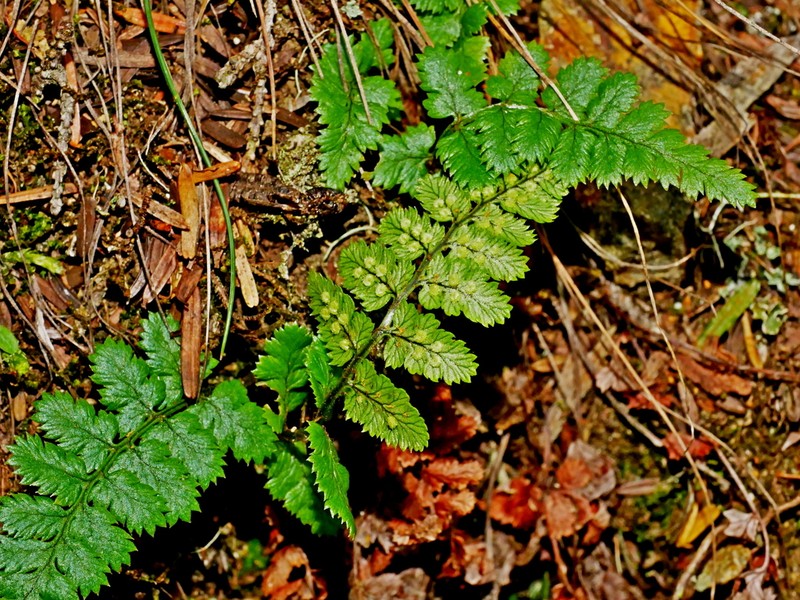 Dryopteris acutodentata