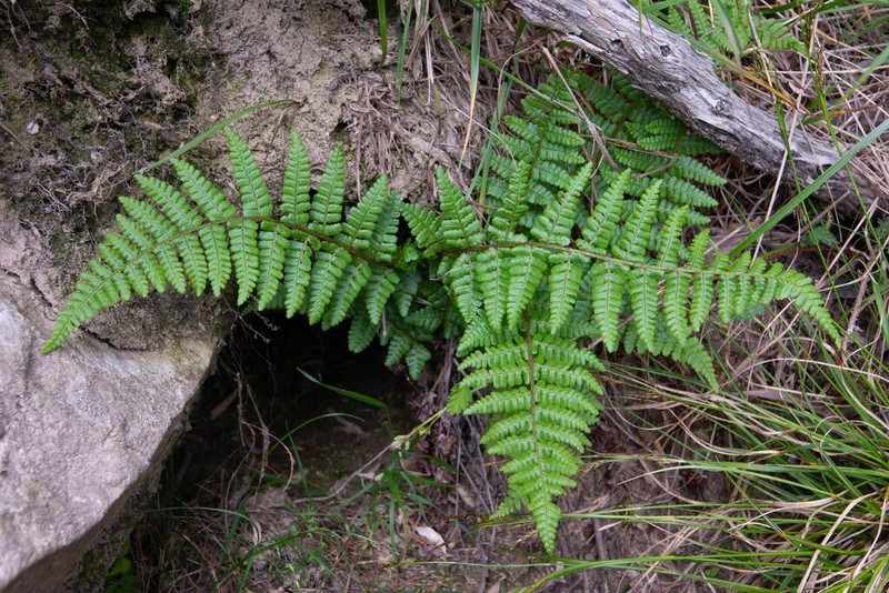 Dryopteris acutodentata photo 2