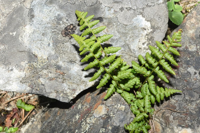 Dryopteris acutodentata photo 3